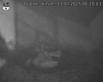 Capi_Dubne_20250713_002003.jpg