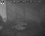 Capi_Dubne_20250713_004002.jpg