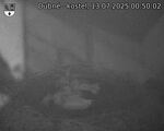 Capi_Dubne_20250713_005002.jpg
