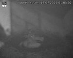 Capi_Dubne_20250713_010502.jpg