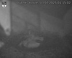 Capi_Dubne_20250713_011502.jpg