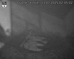 Capi_Dubne_20250713_020502.jpg