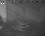 Capi_Dubne_20250713_023002.jpg