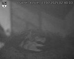 Capi_Dubne_20250713_024003.jpg