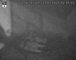 Capi_Dubne_20250713_024502.jpg