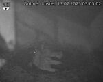 Capi_Dubne_20250713_030502.jpg