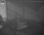 Capi_Dubne_20250713_032003.jpg
