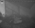 Capi_Dubne_20250713_040003.jpg