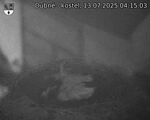 Capi_Dubne_20250713_041503.jpg