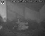 Capi_Dubne_20250713_042002.jpg