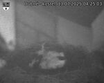 Capi_Dubne_20250713_042503.jpg