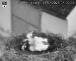 Capi_Dubne_20250713_050002.jpg