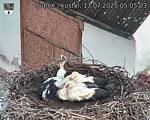 Capi_Dubne_20250713_050503.jpg