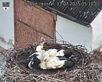 Capi_Dubne_20250713_051002.jpg