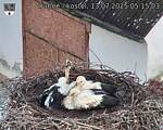Capi_Dubne_20250713_051503.jpg