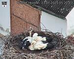 Capi_Dubne_20250713_052003.jpg
