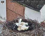 Capi_Dubne_20250713_052503.jpg