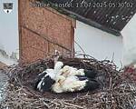 Capi_Dubne_20250713_053002.jpg