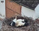 Capi_Dubne_20250713_053503.jpg