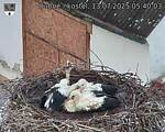 Capi_Dubne_20250713_054003.jpg