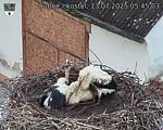 Capi_Dubne_20250713_054503.jpg
