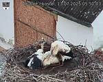 Capi_Dubne_20250713_055003.jpg