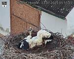 Capi_Dubne_20250713_055503.jpg