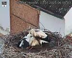 Capi_Dubne_20250713_060003.jpg
