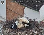 Capi_Dubne_20250713_061003.jpg