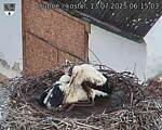 Capi_Dubne_20250713_061503.jpg