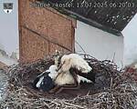 Capi_Dubne_20250713_062003.jpg