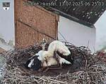 Capi_Dubne_20250713_062503.jpg