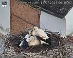 Capi_Dubne_20250713_063003.jpg