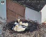 Capi_Dubne_20250713_063503.jpg
