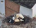 Capi_Dubne_20250713_064003.jpg