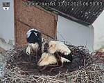 Capi_Dubne_20250713_065003.jpg