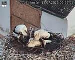 Capi_Dubne_20250713_065505.jpg