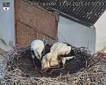 Capi_Dubne_20250713_070003.jpg