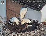 Capi_Dubne_20250713_070503.jpg