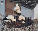 Capi_Dubne_20250713_071003.jpg