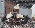 Capi_Dubne_20250713_071503.jpg