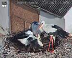 Capi_Dubne_20250713_072003.jpg