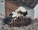 Capi_Dubne_20250713_073003.jpg