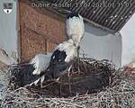 Capi_Dubne_20250713_073503.jpg