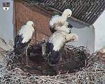 Capi_Dubne_20250713_074003.jpg