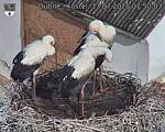 Capi_Dubne_20250713_075003.jpg