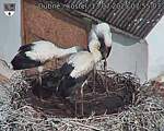 Capi_Dubne_20250713_075503.jpg