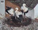 Capi_Dubne_20250713_080003.jpg
