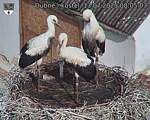 Capi_Dubne_20250713_080503.jpg
