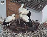 Capi_Dubne_20250713_081003.jpg